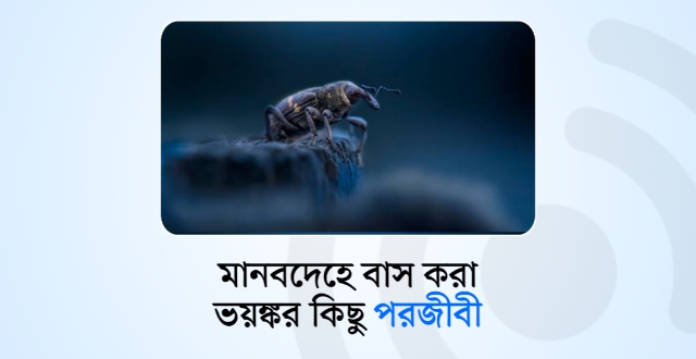 মানবদেহে বাস করা ভয়ঙ্কর কিছু পরজীবী!