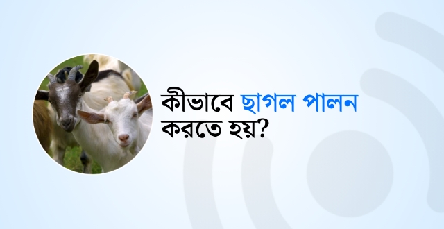 ছাগল পালন পদ্ধতি বিস্তারিত!