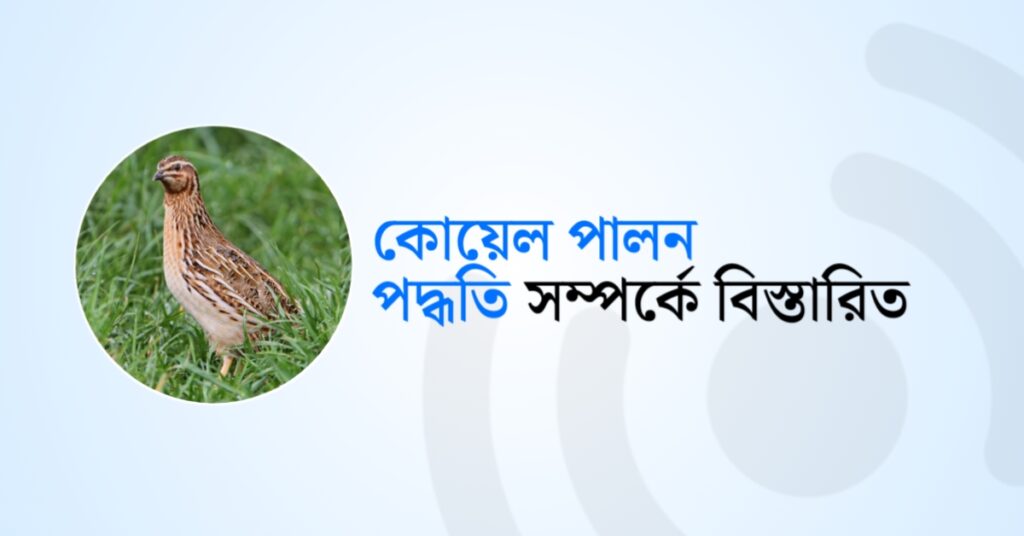 কোয়েল পালন পদ্ধতি বিস্তারিত!